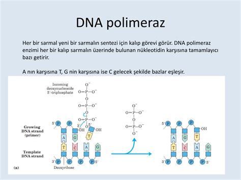 dna polimeraz ne işe yarar